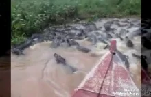 Wycieczka rzeką krokodyli.