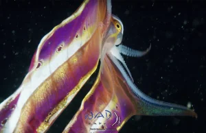Tęczowa ośmiornica Blanket Octopus sfilmowana w Indonezji