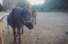 Dwa konie pomagające chorym dzieciom otrute - policja szuka sprawców