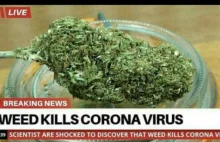 Czy marihuana rzeczywiście może zabić koronawirusa?