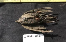 Zamrożony ptak znaleziony na Syberii ma 46 tys. lat