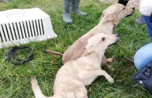 Wielkopolska: Uratowano 80 psów przetrzymywanych w złych warunkach.