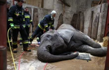 Strażacy przyjechali do ZOO pomóc postawić słonia, użyli poduszek pneumatycznych