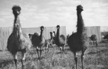 Wielka Wojna Emu – czyli jak Australia przegrała z ptakami