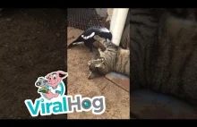 Sroka brutalnie atakuje spokojną kotkę