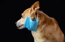 Pies z pozytywnym wynikiem testu na koronawirusa. Zarządzono dalsze badania