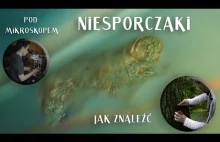 #10 Niesporczaki pod mikroskopem. Jak znaleźć i oglądać. TARDIGRADA HOW TO...