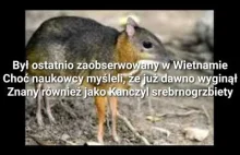 myszojeleń (tekst) (karaoke