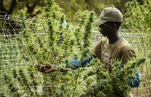 Malawi legalizuje uprawę konopi w nadziei na poprawę gospodarczą