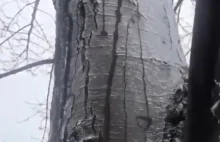 Topniejący lód na drzewie.