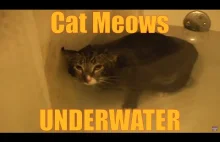 Koteł miauczy pod wodą