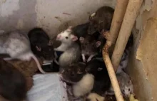 Tarnów: 130 szczurów w mieszkaniu w bloku. Właścicielka nie chciała ich oddać