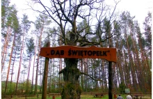Dąb Świętopełk - najstarszy pomnik przyrody na Pomorzu