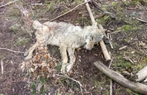 Ktoś zastrzelił wilka. Jest nagroda za wskazanie sprawcy