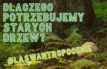 Dlaczego potrzebujemy starych drzew