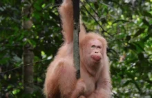 Jedyny orangutan-albinos żyje i ma się dobrze