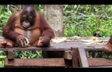 Orangutany uczą się rozbijać kokosy.