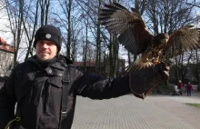 Sokolnik w miesiąc zarabia nawet 27 tys. zł za przepłaszanie ptaków