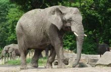 Nie żyje słonica Erna z warszawskiego zoo. Miała 35 lat