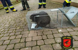 Bóbr wszedł do domu i pogryzł kobietę