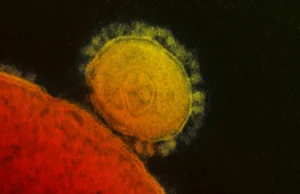Artykuł z 2015 r. o opracowaniu wirusa w laboratorium w USA