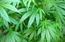Marihuana wciąż klasyfikowana jako niebezpieczna i bezużyteczna