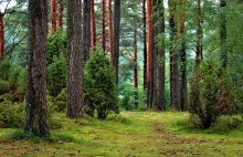 W Szczecinie zostanie posadzonych 20 tys. nowych drzew