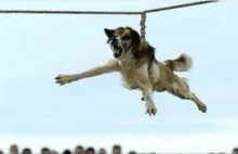 W Bułgarii każdego roku ma miejsce barbarzyński rytuał "kręcenia psem"!