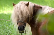 Uchodźca z Syrii zgwałcił kucyka w mini zoo w Berlinie. Na oczach dzieci...