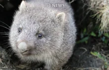 Wombaty pomagają walczyć ze skutkami pożarów w Australii!