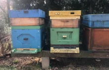 Pszczoły rozpoczęły wiosenną aktywność. Można je zaobserwować w centralnej...