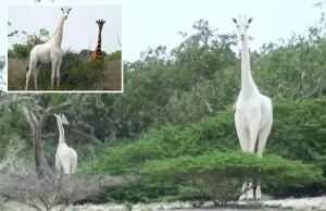 Jedyna na świecie samica biała żyrafa i jej cielę zabita przez kłusowników