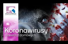 IPiLNZ Koronawirusy u zwierząt domowych.