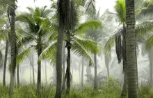 Lasy tropikalne pochłaniają coraz mniej CO2, a już niedługo same będą jego...