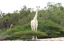 Niezwykle rzadkie żyrafy białe wybite przez kłusowników. Została tylko jedna