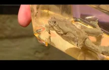 Najbrzydsze żaby świata w zoo we Wrocławiu