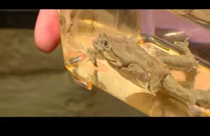 Najbrzydsze żaby świata w zoo we Wrocławiu