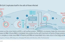 SARS-COV-2: anatomia zabójcy (EN)