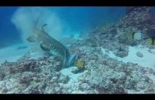 Błyskawiczny atak głodnego rekina na ośmiornicę