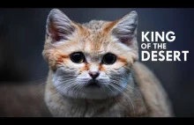 Kot piaskowy jest królem pustyni jak szczupak...