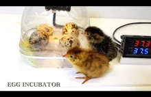 Inkubator własnej roboty.