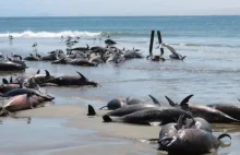 86 martwych delfinów na plaży w Namibii