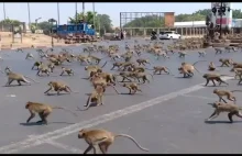 Małpy szukają jedzenia podczas pandemii w Tajlandii