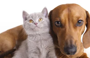 WHO: Psy i inne zwierzęta domowe nie mogą zakazić się koronawirusem