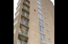Szop skacze budynku i przeżywa