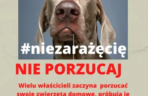 Fałszywe informacje że zwierzęta domowe zarażają koronawirusem