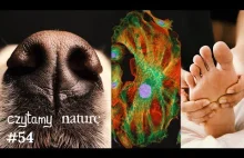 Czytamy naturę #54 | Diagnostyka psim nosem - Aktywna materia - Sztywna stopa