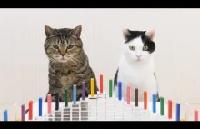 Koty i domino