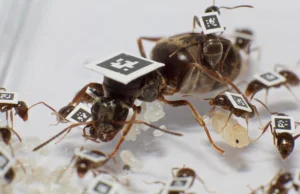 Mrówki zmieniają swoje zachowanie w obliczu choroby, by uniknąć wybuchu epidemii