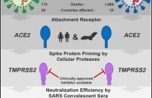 Inhibitor proteazy TMPRSS2 blokuje możliwość atakowania komórek przez SARS-CoV-2